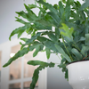 Phlebodium aureum ‘Blue Star’ – Hangpot