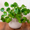 Pilea peperomioides – Medium