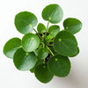Pilea peperomioides – Petit
