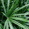Rhapis excelsa – Groß