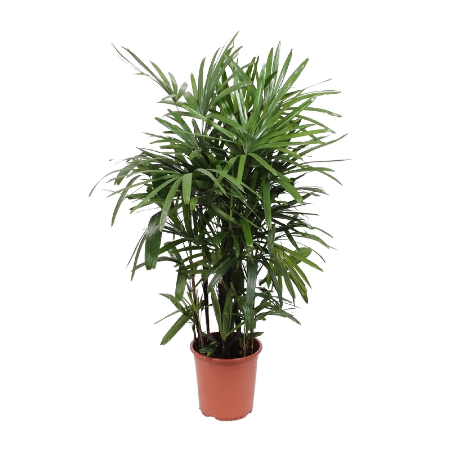 Rhapis excelsa – Groß