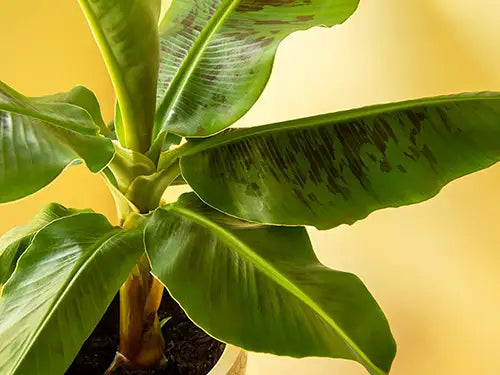 Banana plant (Musa)