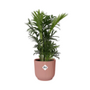 Chamaedorea elegans + Cache-pot décoratif