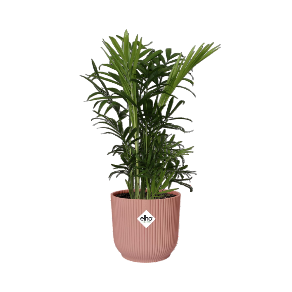 Chamaedorea elegans + Cache-pot décoratif