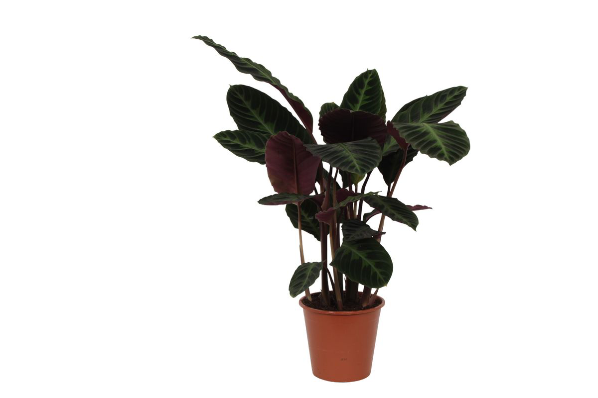 Calathea ‘Warscewiczii’ – Très grande taille