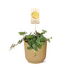 Peperomia ‘Hope’ + Sierpot