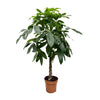 Pachira aquatica – Extra groot