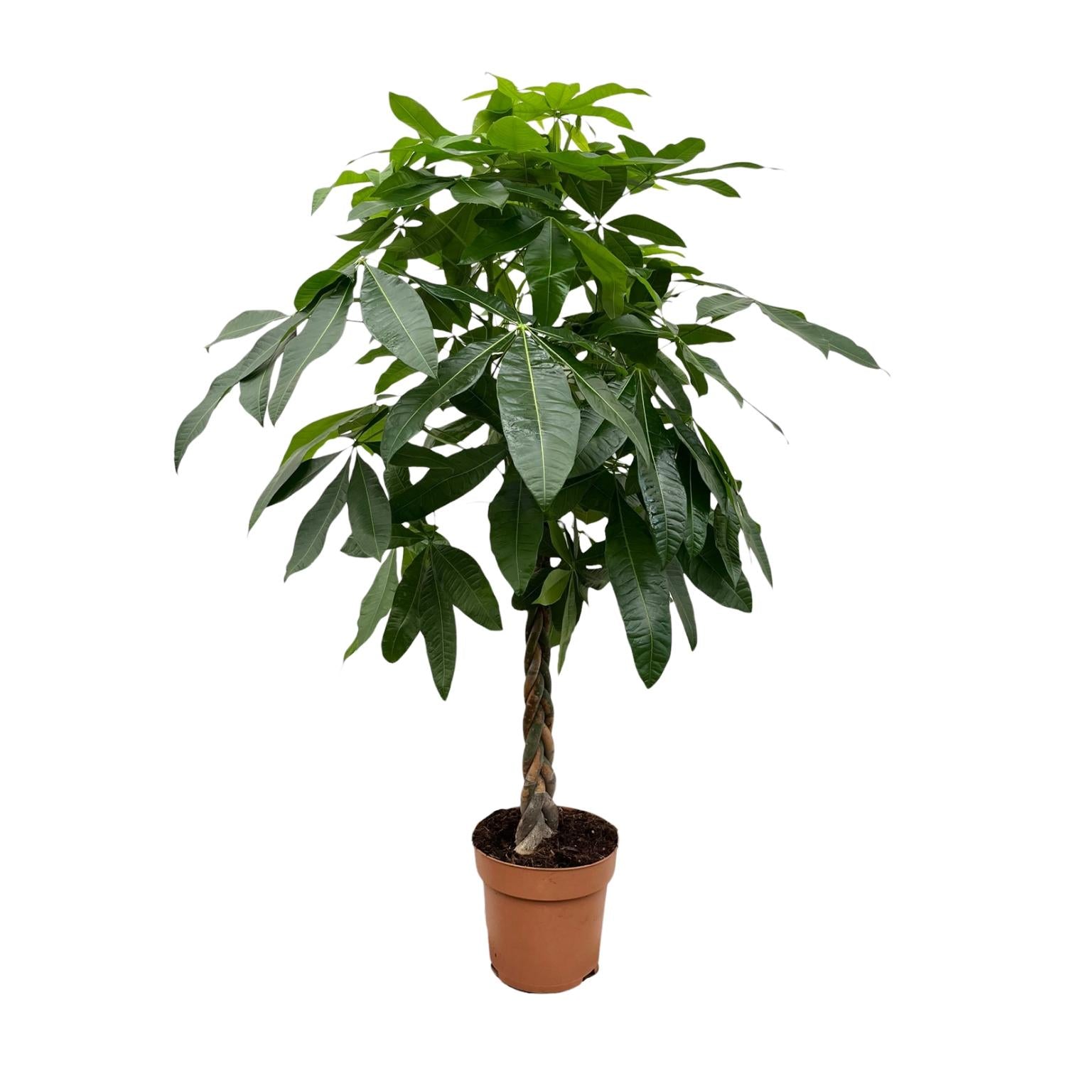 Pachira aquatica – Très grand