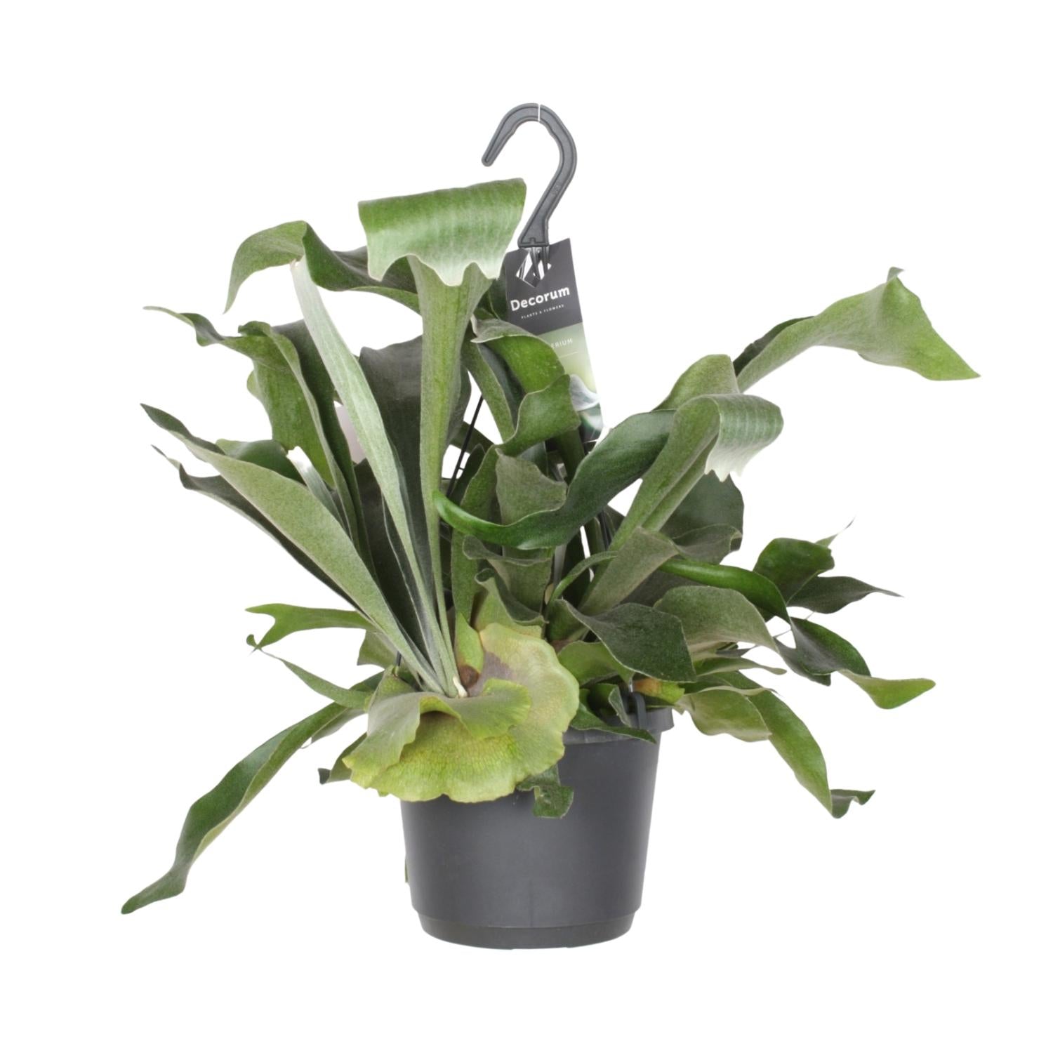 Platycerium bifurcatum (Pot suspendu) – Moyen