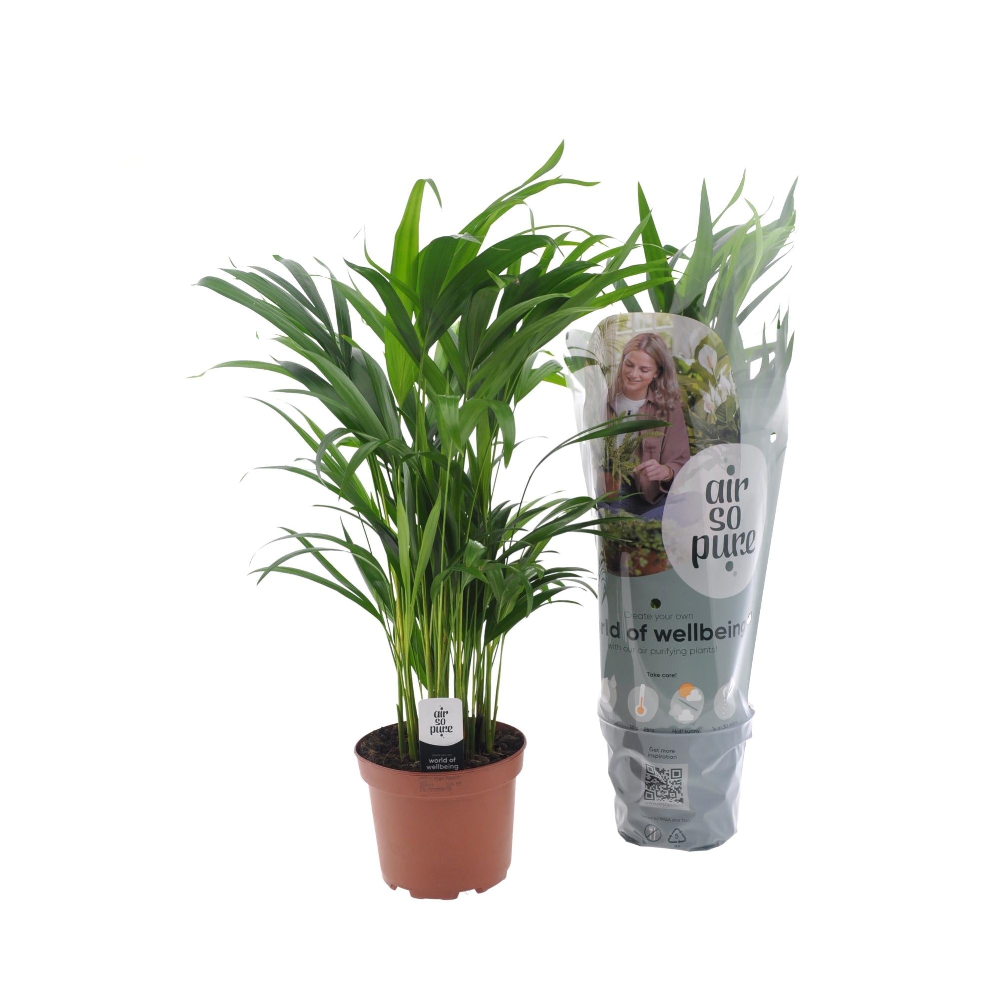 Dypsis lutescens – Petit