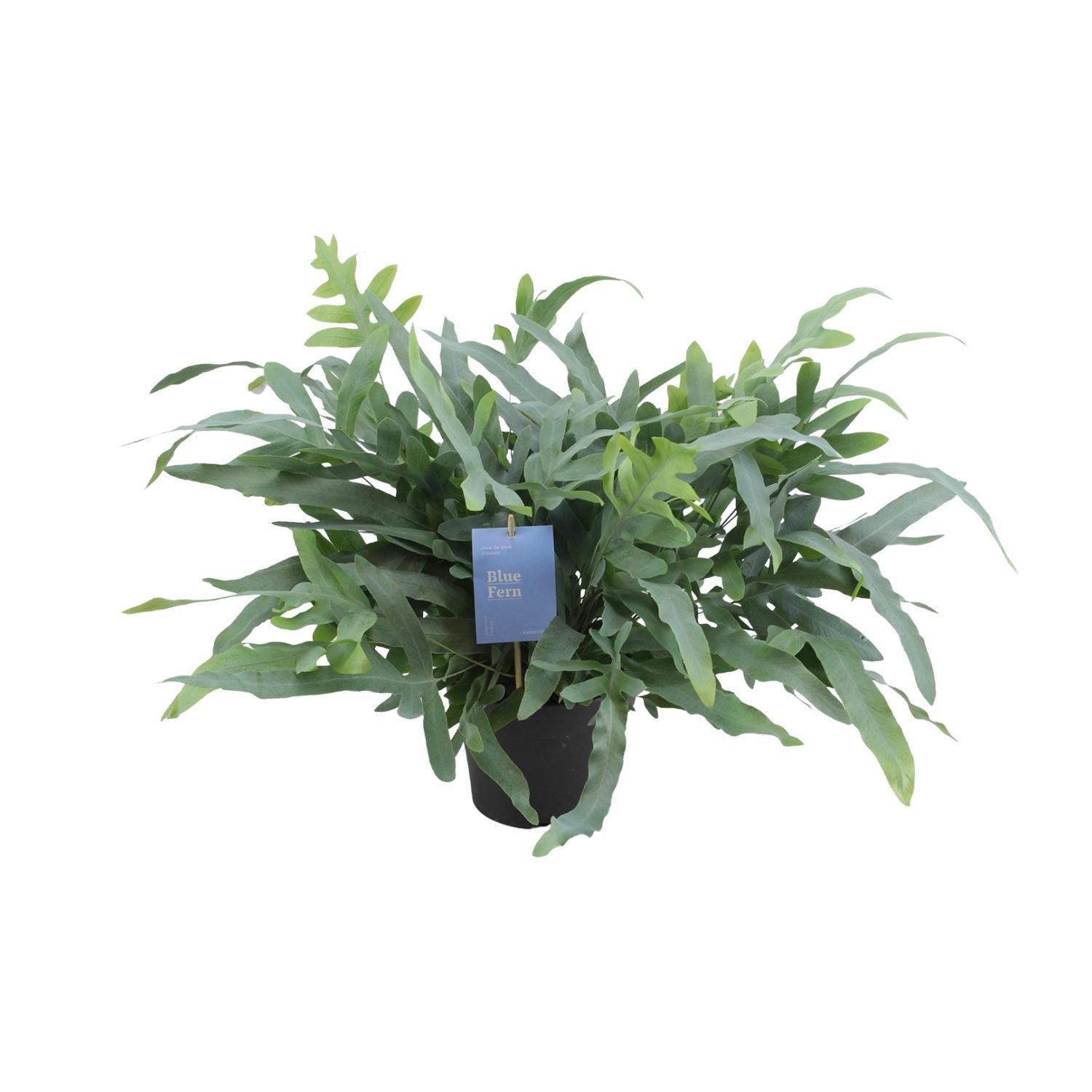 Phlebodium aureum ‘Blue Star’