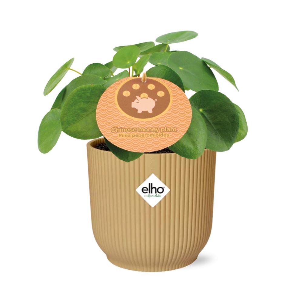 Pilea peperomioides + Cache-pot décoratif