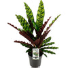 Calathea lancifolia ‘Insignis’ – Mittel