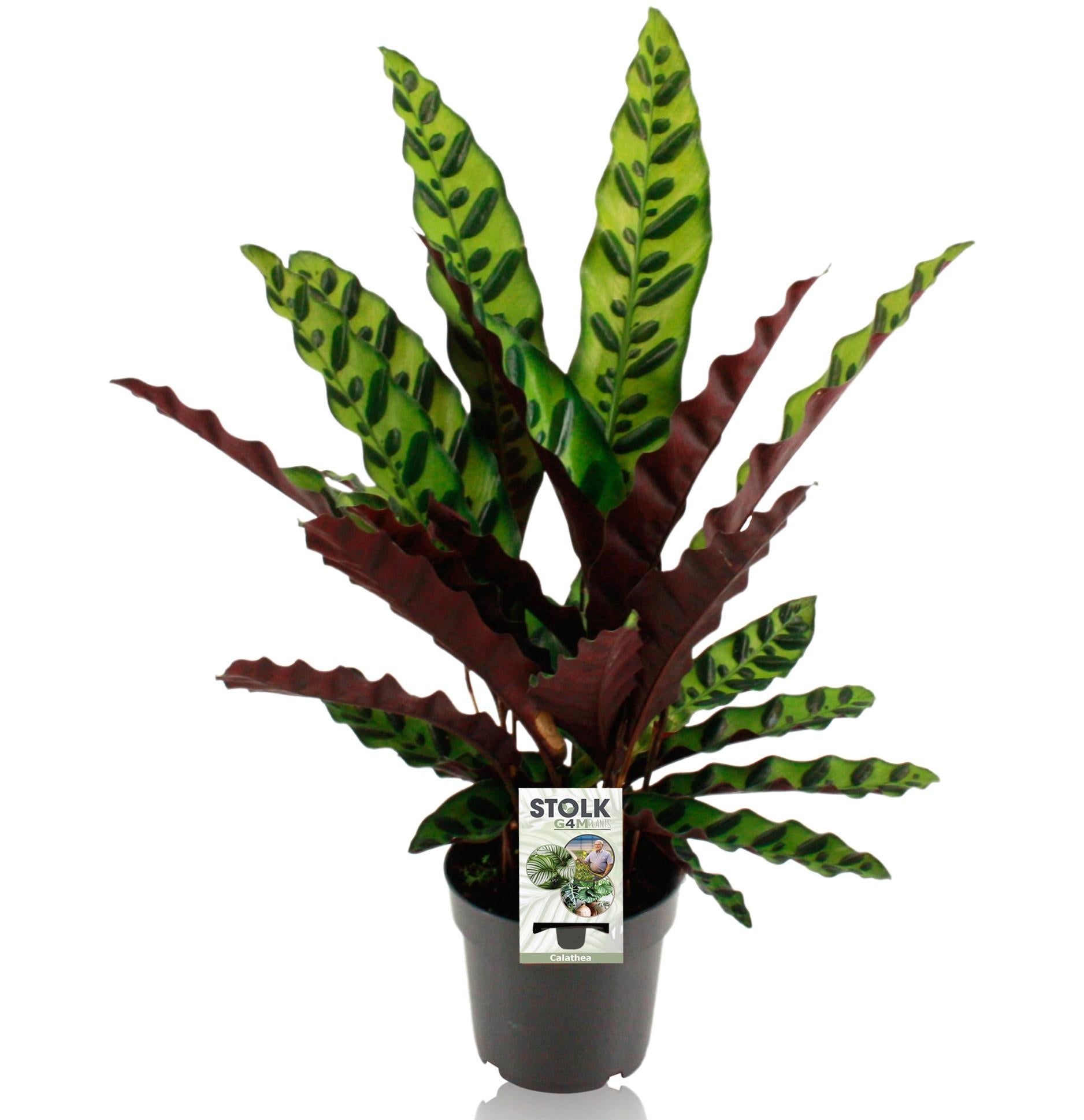 Calathea lancifolia ‘Insignis’ – Moyen