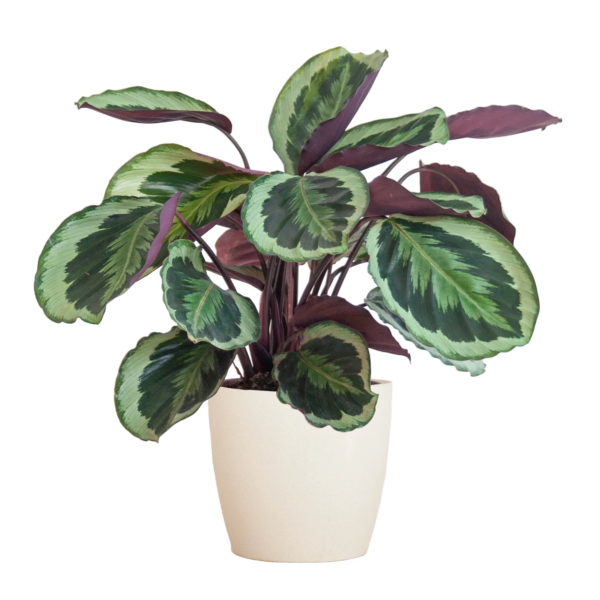 Calathea ‘Medallion’ + Cache-pot décoratif