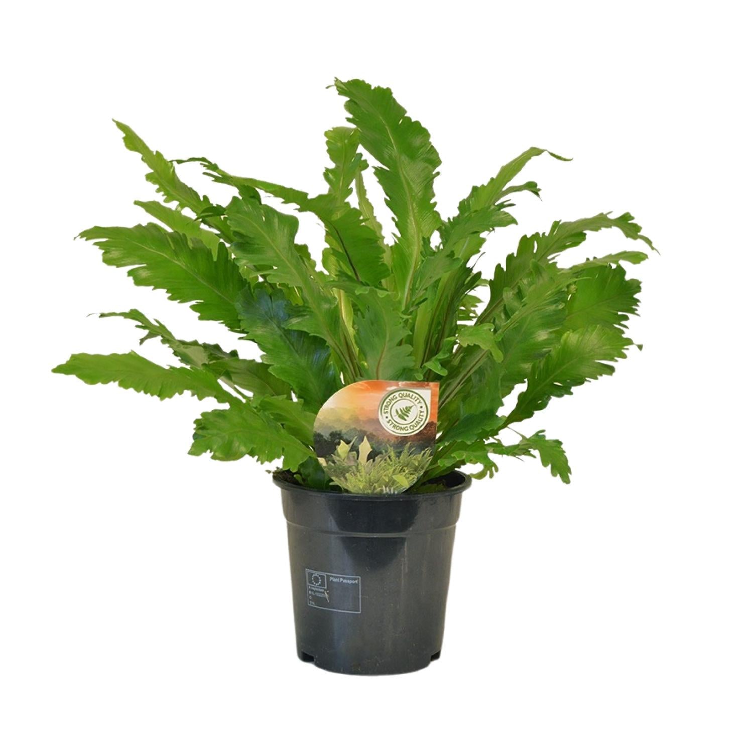Asplenium Antiquum Campio – Grand