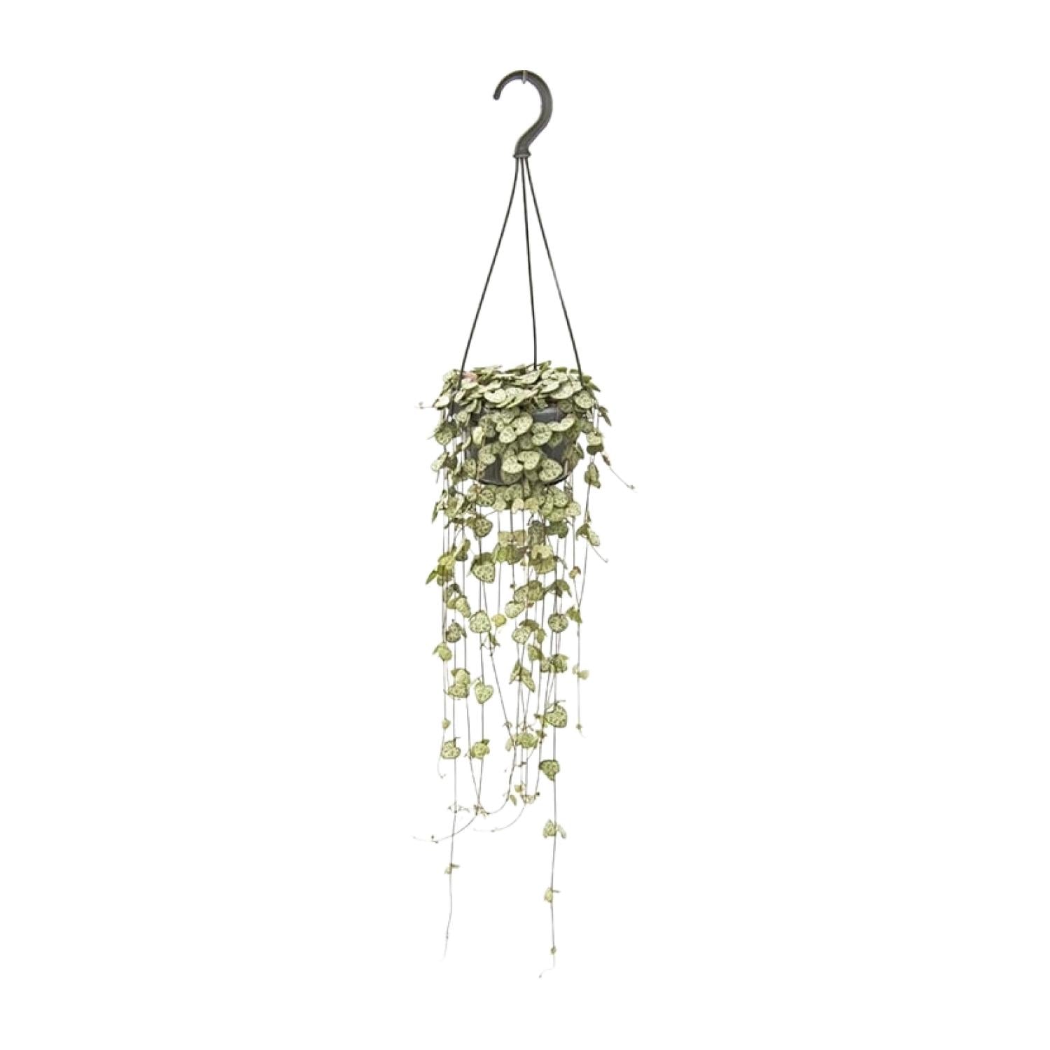 Ceropegia woodii – Grand