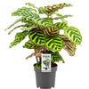 Calathea ‘Makoyana’ – Moyen