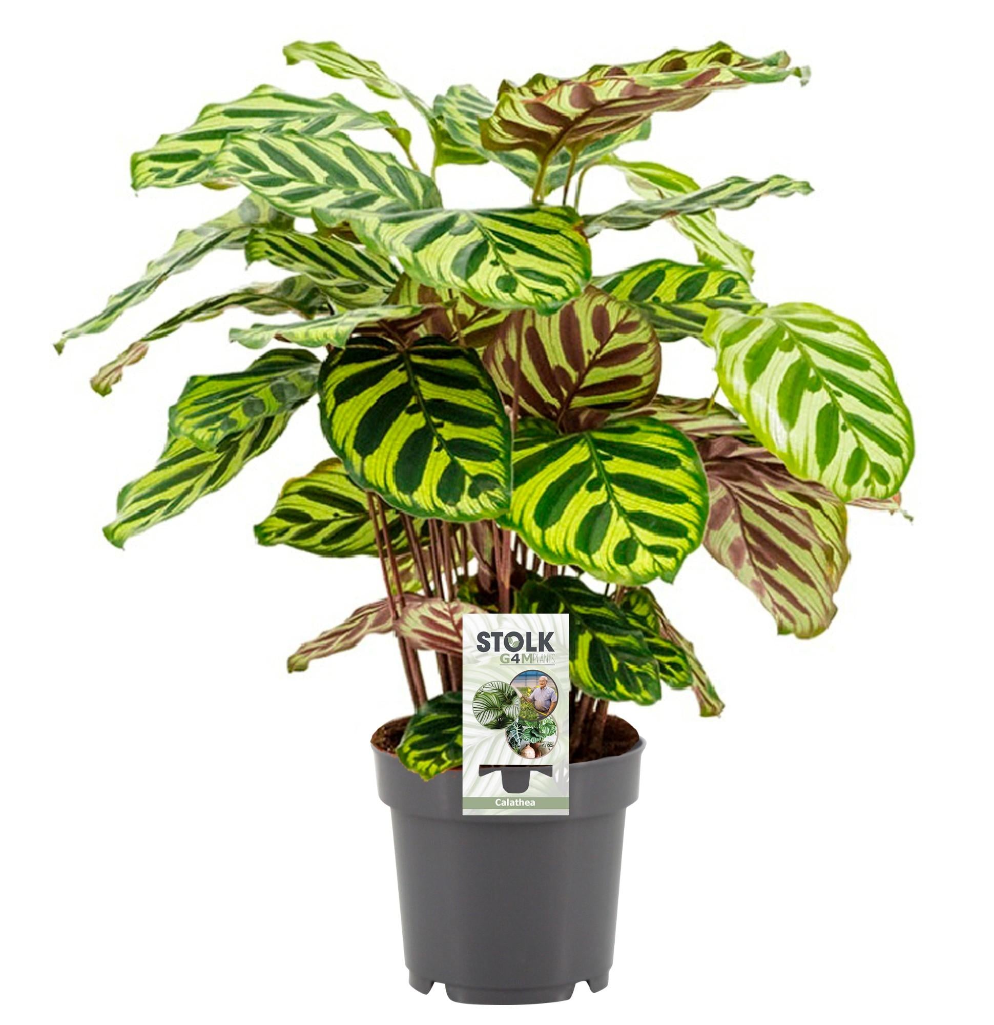Calathea ‘Makoyana’ – Moyen
