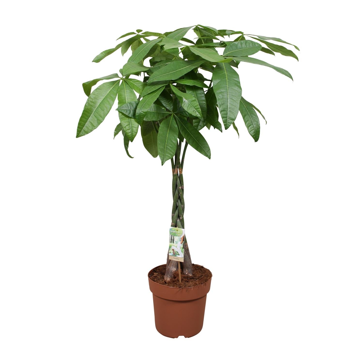 Pachira aquatica – Grand