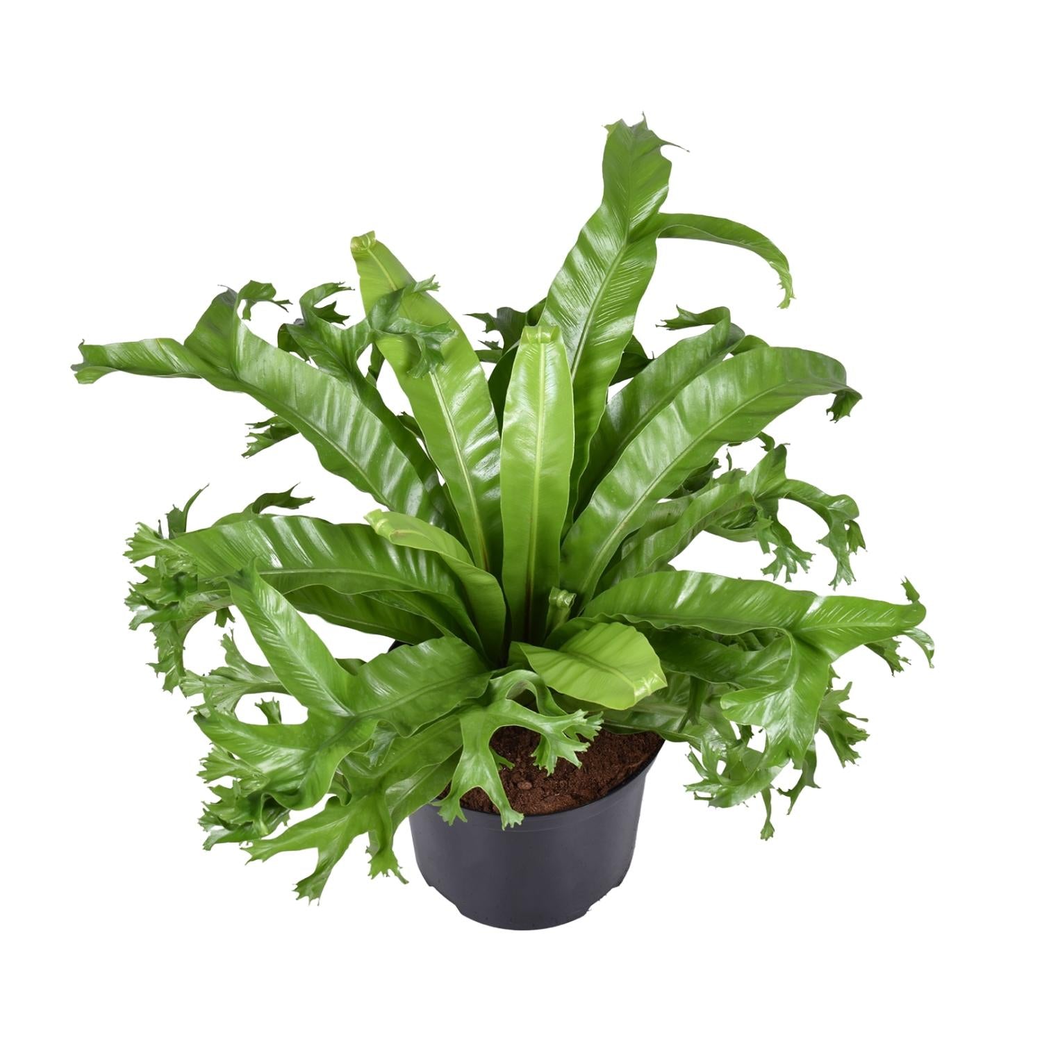 Asplenium Nidus Crissie – Grand