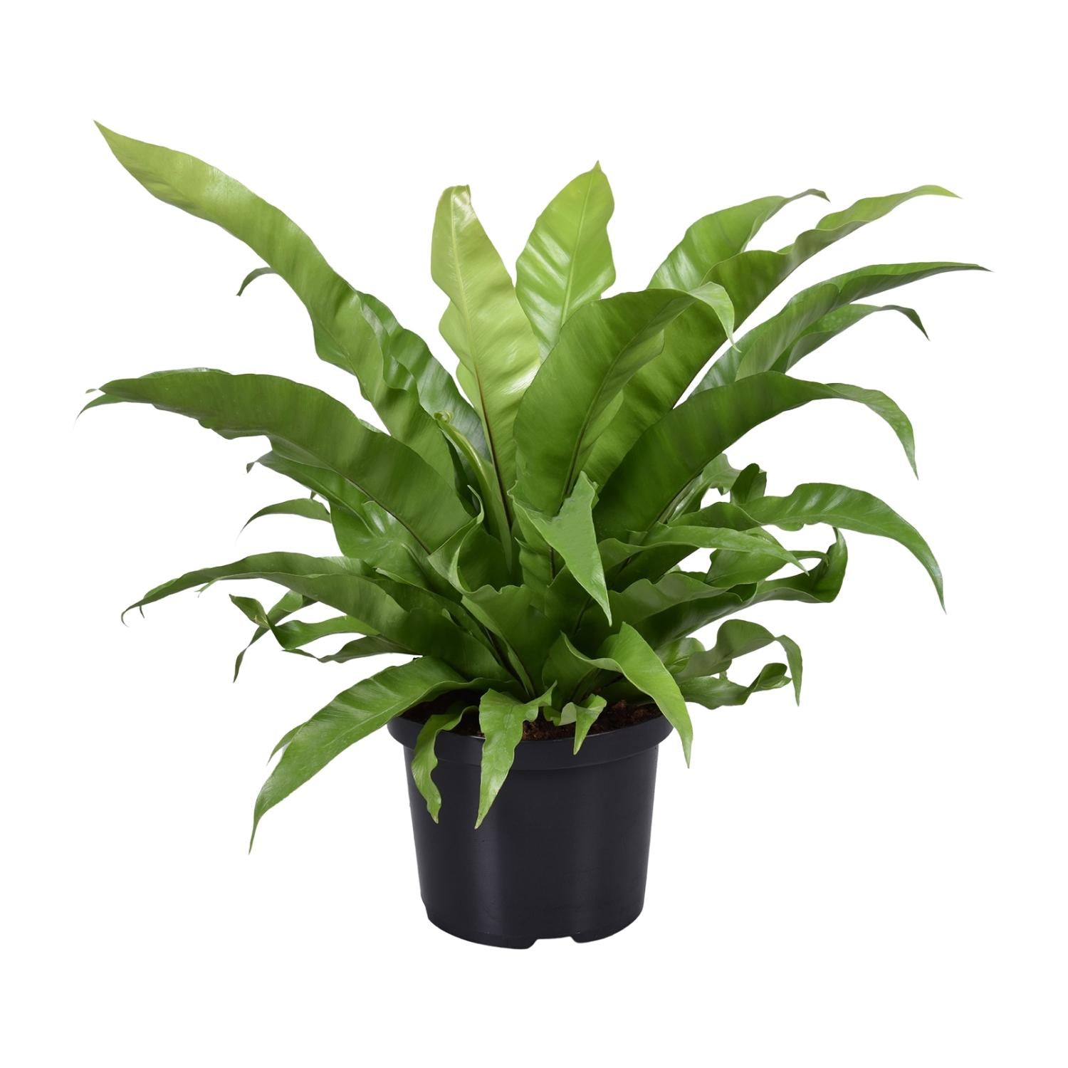 Asplenium antiquum – Grand