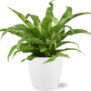 Asplenium Antiquum (M) + Ziertopf