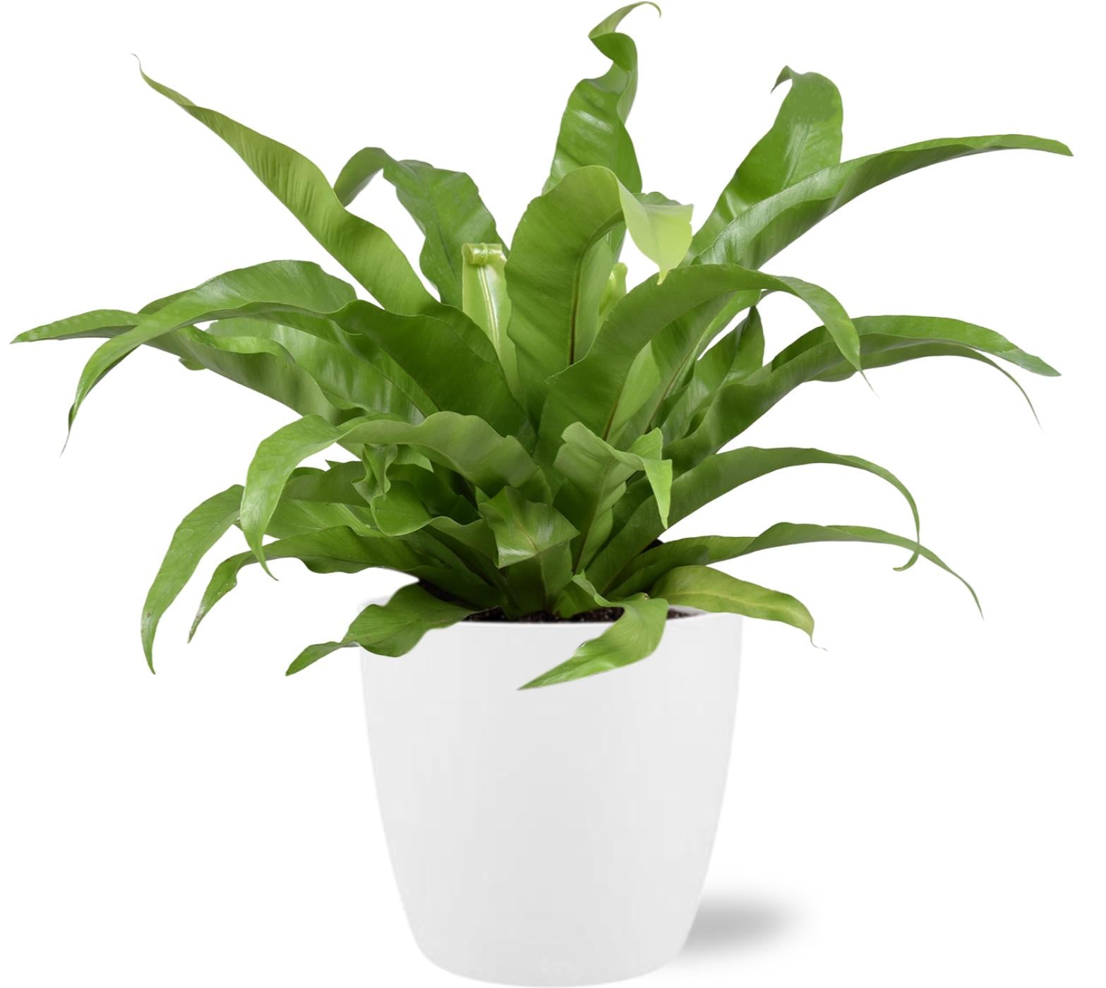 Asplenium Antiquum (M) + Cache-pot décoratif