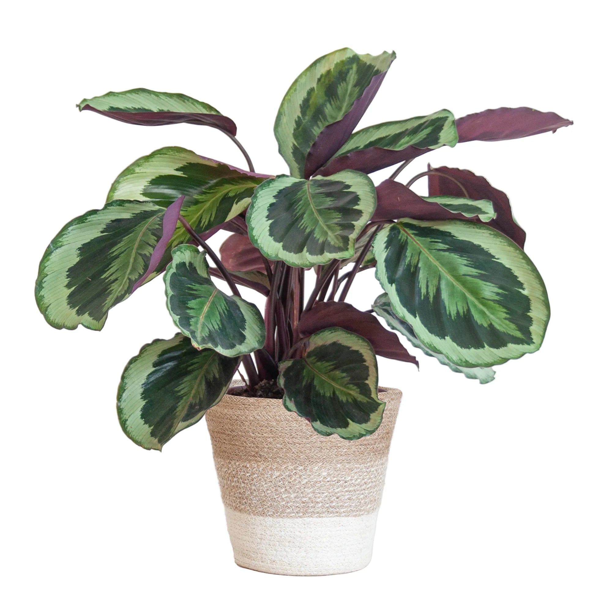 Calathea ‘Medallion’ + Cache-pot décoratif