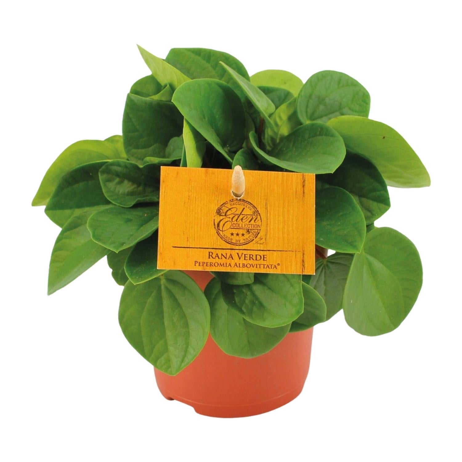 Peperomia ‘Rana Verde’