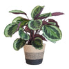 Calathea ‘Medallion’ + Dekotopf
