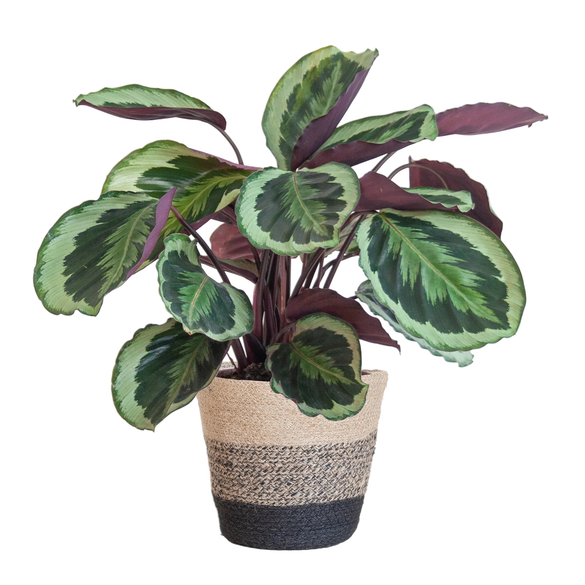 Calathea ‘Medallion’ + Cache-pot décoratif