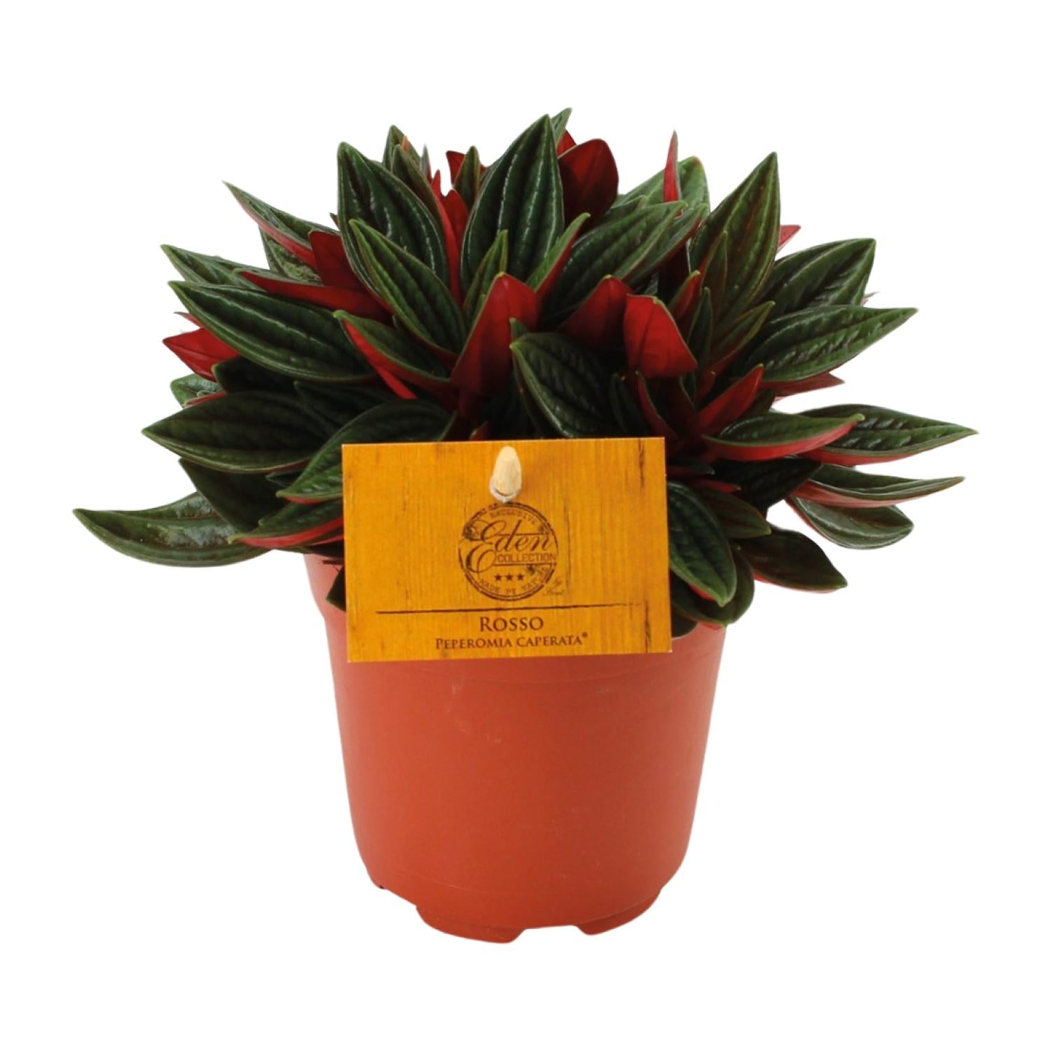 Peperomia ‘Caperata Rosso’