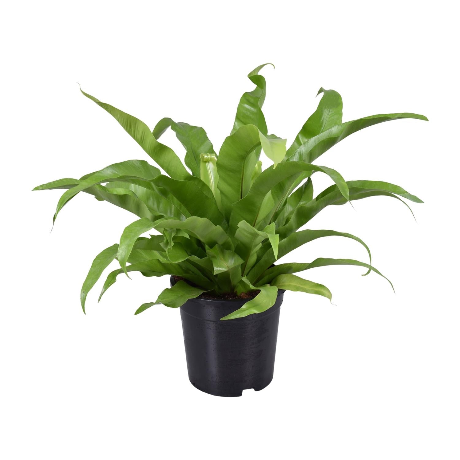 Asplenium Antiquum – Moyen