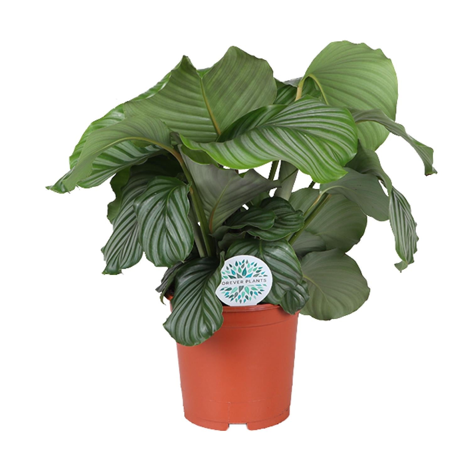 Calathea ‘Orbifolia’ – Très grande taille