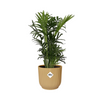 Chamaedorea elegans + Cache-pot décoratif