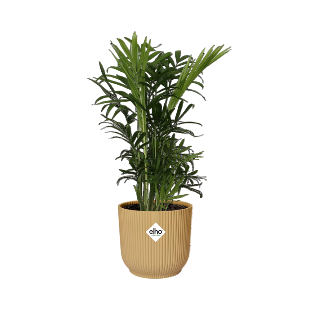 Chamaedorea elegans + Cache-pot décoratif