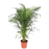 Areca palm (Dypsis lutescens) – Extra Groot