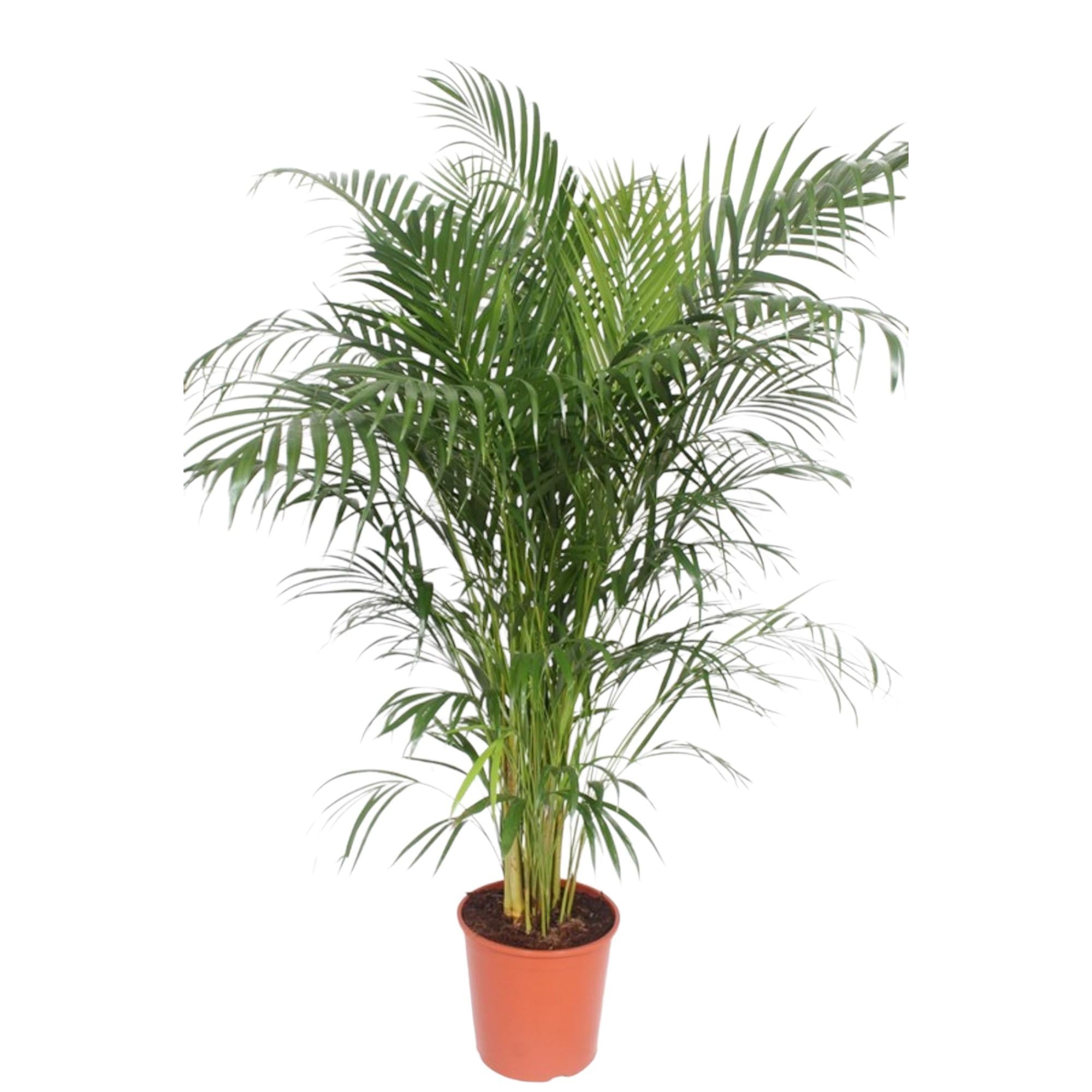 Dypsis lutescens – Très grande taille