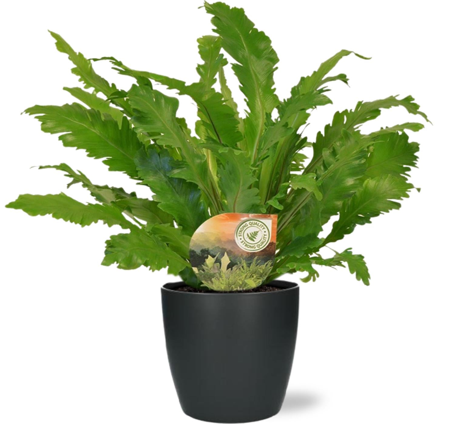 Asplenium Antiquum Campio (L) + Cache-pot décoratif (Noir)