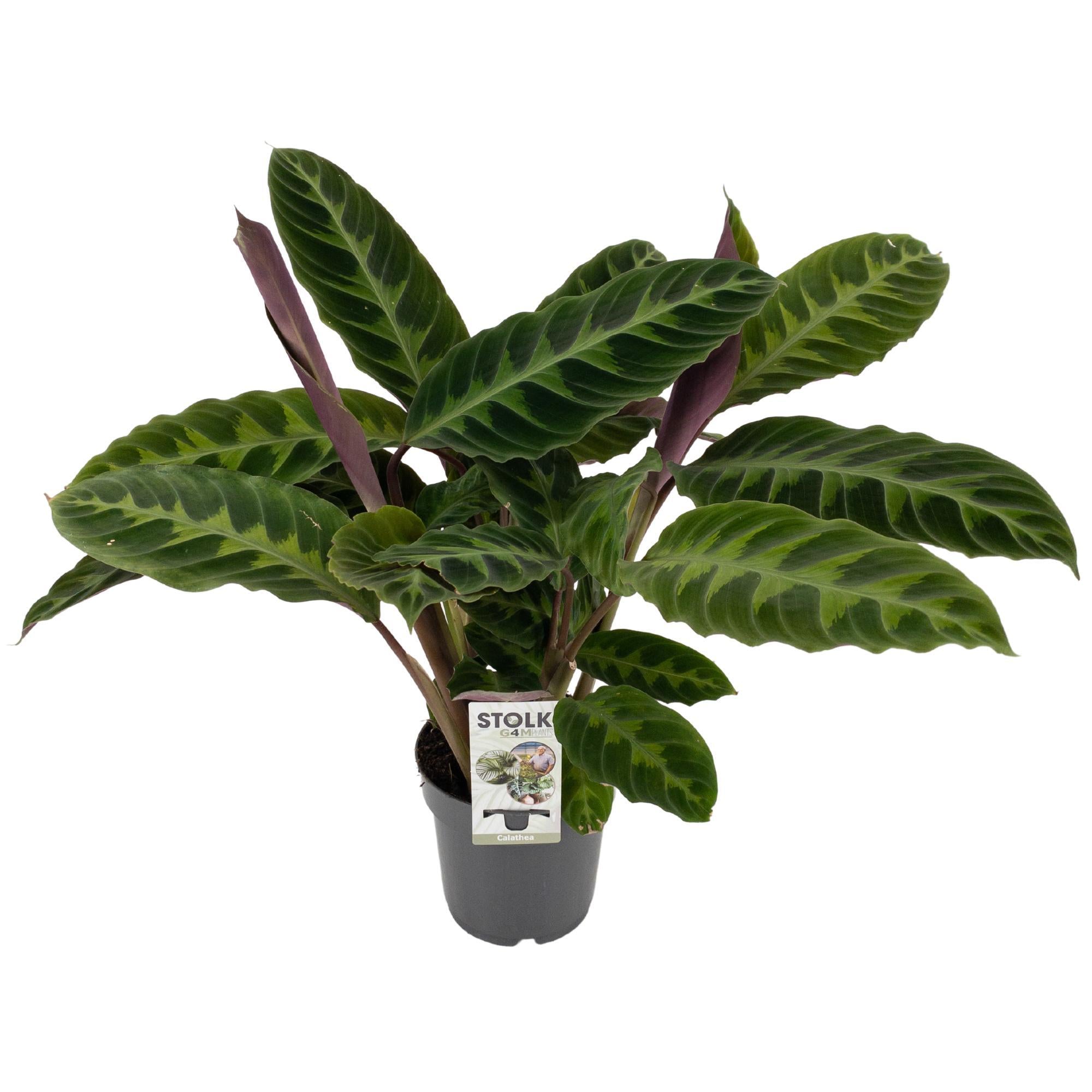 Calathea ‘Warscewiczii’ – Moyen