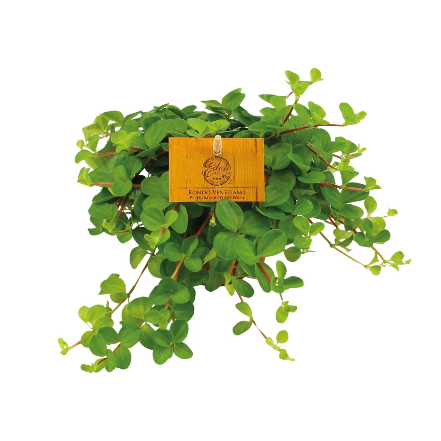 Peperomia rotundifolia – Petit