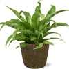 Asplenium Antiquum (M) + Ziertopf