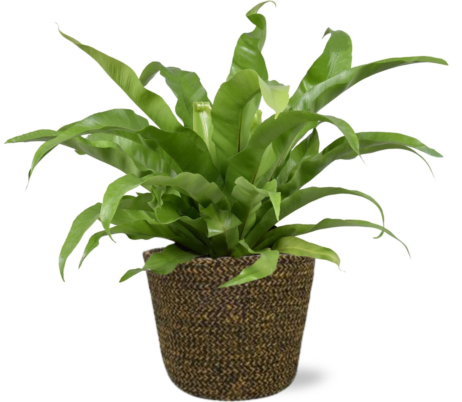 Asplenium Antiquum (M) + Cache-pot décoratif