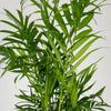 Chamaedorea elegans (S) × 2 – Sparset