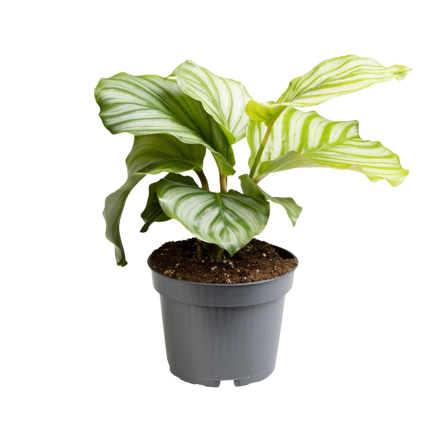 Calathea ‘Orbifolia’ – Petit