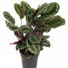 Calathea ‘Medallion’ – Extra Groot