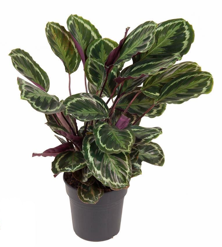 Calathea ‘Medallion’ – Très grande taille