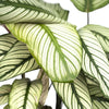 Calathea ‘Whitestar’