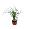 Beaucarnea Recurvata – Petit